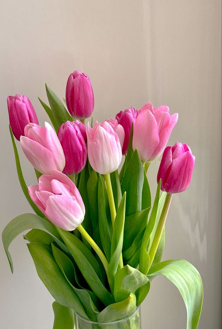 Pink Tulips